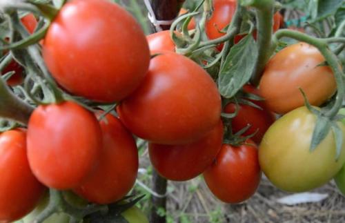 Томат Рио Гранде высота куста. Обзор лучших сортов томатов
