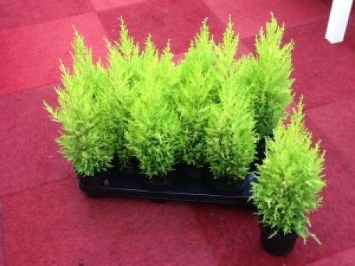Cupressus goldcrest wilma. Кипарис Голдкрест Вилма