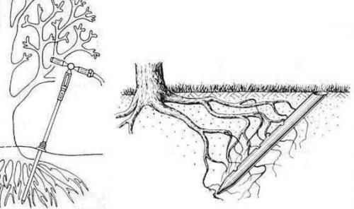 Эффективные способы борьбы с тлями: два проверенных рецепта 02 Эффективные способы борьбы с тлями: два проверенных рецепта 02