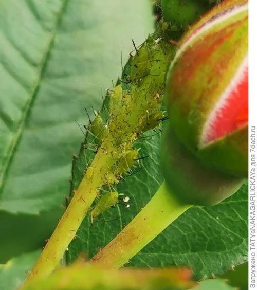 Можно ли сочетать народные средства с химическими препаратами для борьбы с тли. Долой вредителей, или Нашатырный спирт тлю победит