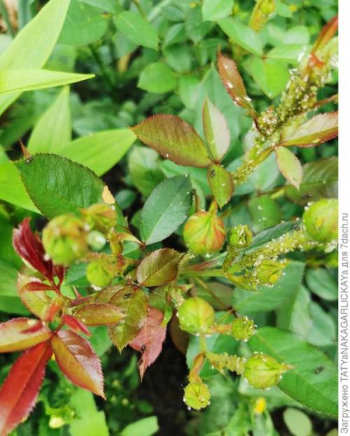 Можно ли сочетать народные средства с химическими препаратами для борьбы с тли. Долой вредителей, или Нашатырный спирт тлю победит