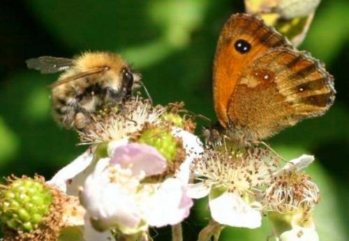 Эффективные способы борьбы с тлями: два проверенных рецепта 03 Эффективные способы борьбы с тлями: два проверенных рецепта 03