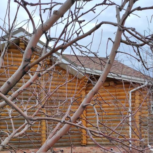 Какие признаки указывают на то что тля избегает вашего участка.  Отсутствие регулярного мониторинга