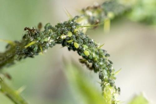 Можно ли использовать несколько методов одновременно для быстрого избавления от тли. Применение химических препаратов