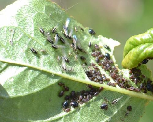 Как предотвратить повторное появление тли после обработки. Откуда берется тля на растениях