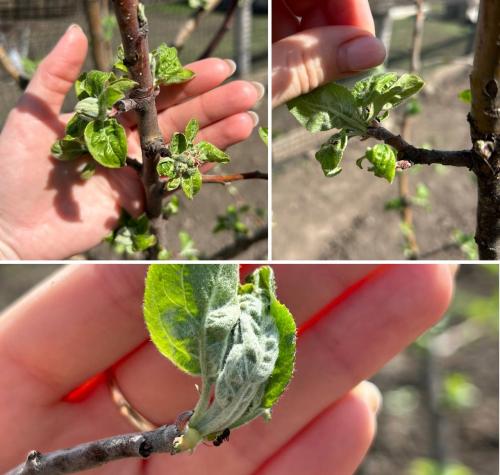 Какие признаки указывают на то что тля избегает вашего участка.  Отсутствие регулярного мониторинга