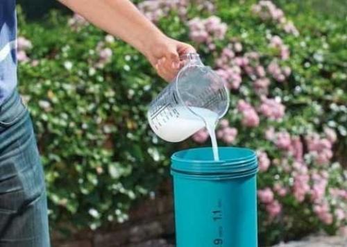 Эффективные способы борьбы с тлями: два проверенных рецепта 01 Эффективные способы борьбы с тлями: два проверенных рецепта 01