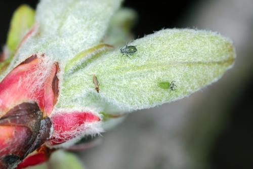 Какие признаки указывают на то что тля избегает вашего участка.  Отсутствие регулярного мониторинга