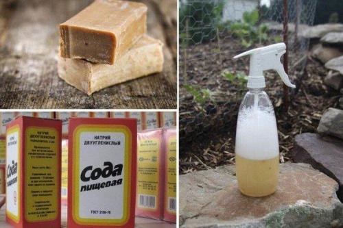 Как приготовить настои из трав для обработки смородины. Чем обработать смородину весной от болезней?