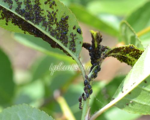 Какие профилактические меры помогут предотвратить появление тли. Профилактика тлей