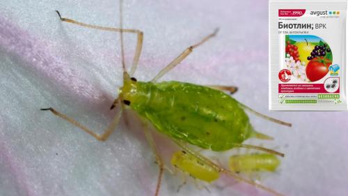 Эффективные способы борьбы с тлей на розах 12 Эффективные способы борьбы с тлей на розах 12