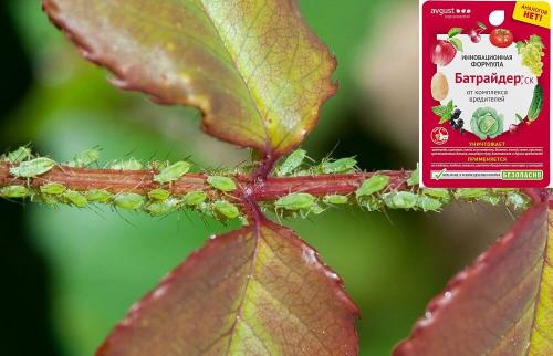 Эффективные способы борьбы с тлей на розах 11 Эффективные способы борьбы с тлей на розах 11