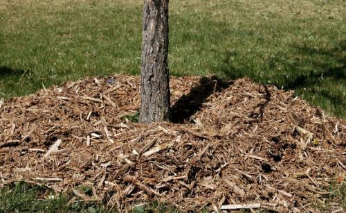 Секреты опытных дачников: чем обрабатывают сад осенью 01