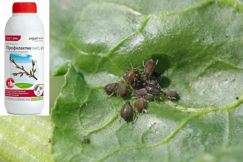 Эффективные способы борьбы с тлей на розах 15 Эффективные способы борьбы с тлей на розах 15