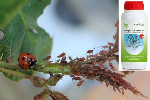 Эффективные способы борьбы с тлей на розах 14 Эффективные способы борьбы с тлей на розах 14