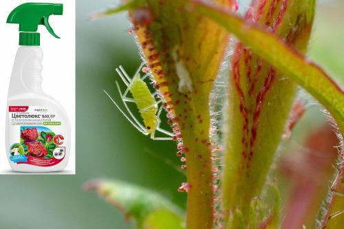 Эффективные способы борьбы с тлей на розах 17 Эффективные способы борьбы с тлей на розах 17