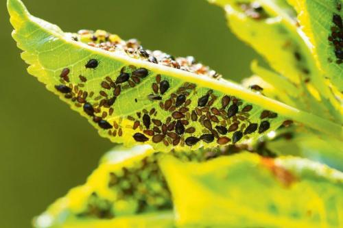 Как правильно обработать сад от тли осенью: полное руководство 01