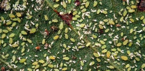 Как победить тлю на огороде: эффективные методы борьбы 03