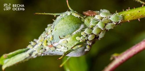 Как победить тлю на огороде: эффективные методы борьбы 04