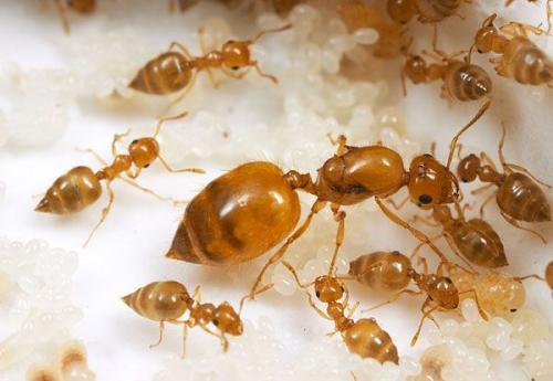 Как избавиться от рыжих муравьев в квартире. Как бороться с рыжими муравьями в квартире