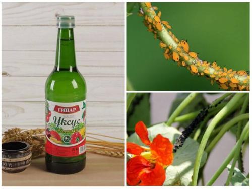 Можно ли использовать уксус для уничтожения тли. Как бороться с тлей уксусом