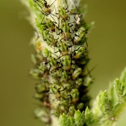 Как бороться с тлей на комнатных и садовых растениях. Профилактика тли