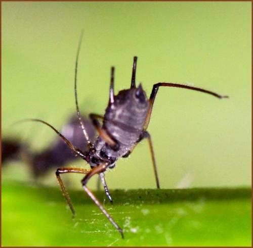 Как бороться с тлей на комнатных и садовых растениях. Профилактика тли