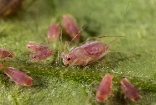 Как победить тлю в саду и огороде: эффективные методы 04 Как победить тлю в саду и огороде: эффективные методы 04