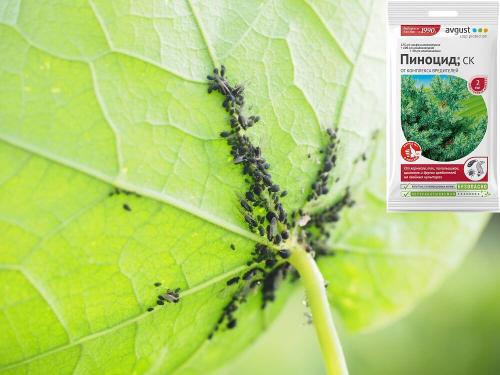 Как избавиться от тли за несколько минут: проверенный метод 02