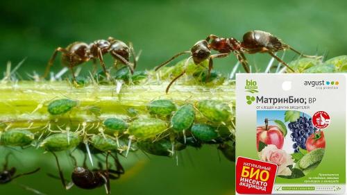 Как избавиться от тли за несколько минут: проверенный метод 05