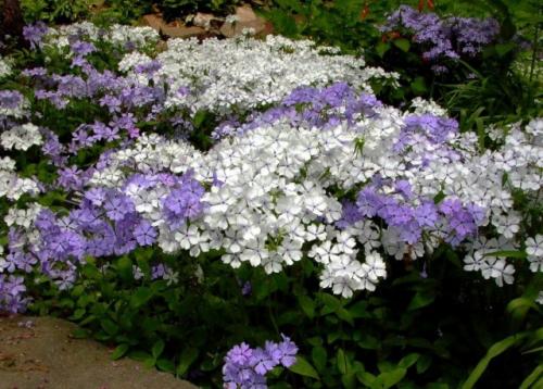 Как правильно посадить семена флоксов в горшок или на открытом грунте. Подбор характеристик почв для флоксов