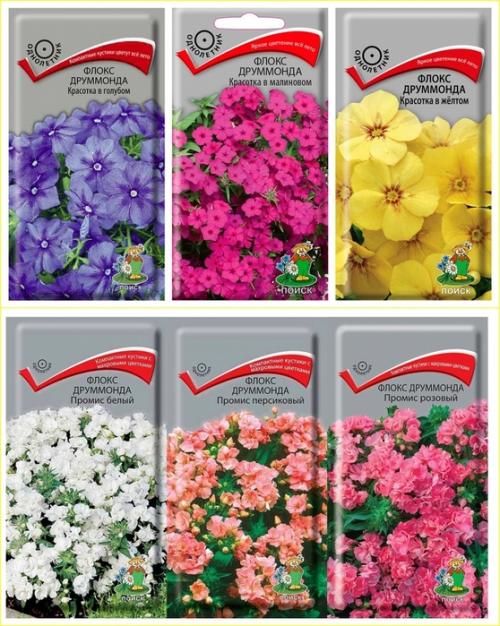 Проращивание флоксов из семян: секреты быстрого роста 01