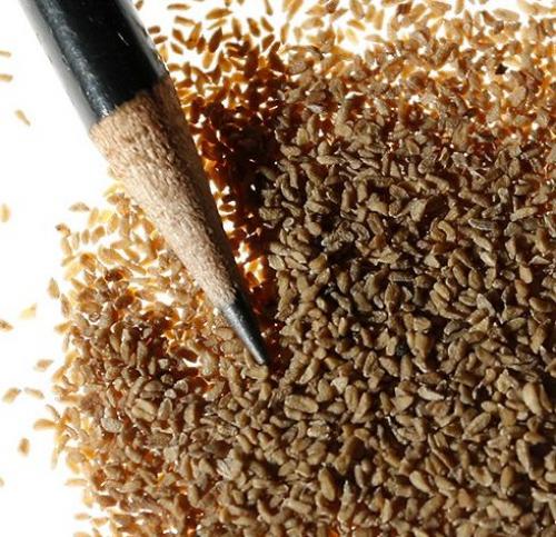 Как стимулировать цветение флоксов, выращенных из семян. Выращивание из семян