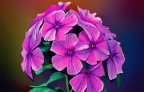 Флокс друммонда на рассаду: как выращивать этот уникальный вид 04