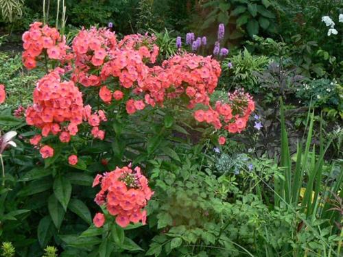 Какие сорта флоксов лучше высаживать из семян. Посадка однолетних флоксов