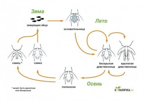 Средства от тли на деревьях. Цикл развития тли