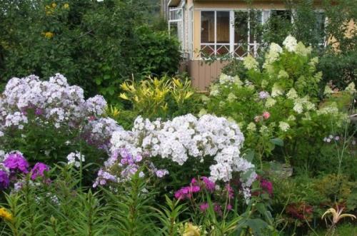 Как правильно пересаживать флоксы из сеянцев в открытый грунт. Как правильно посадить флоксы весной: пошаговая инструкция