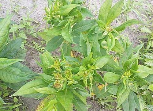 Как предотвратить проблемы с болезнями и вредителями у растений флоксов. Навигация по записям