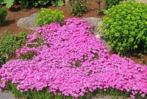 Как выбрать подходящий субстрат для выращивания флоксов из семян. Освещение для разных видов флоксов