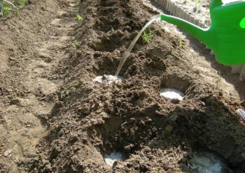 Как правильно пересадить рассаду Флоксов в открытый грунт. Как правильно посадить флоксы весной: пошаговая инструкция