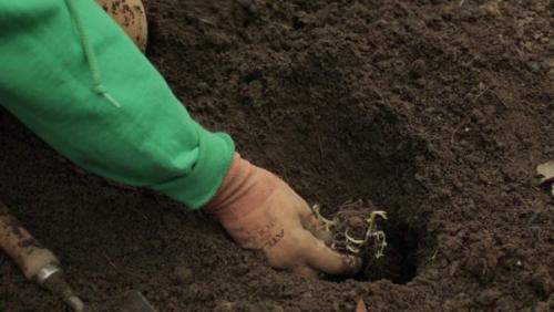 Как правильно пересадить рассаду Флоксов в открытый грунт. Как правильно посадить флоксы весной: пошаговая инструкция