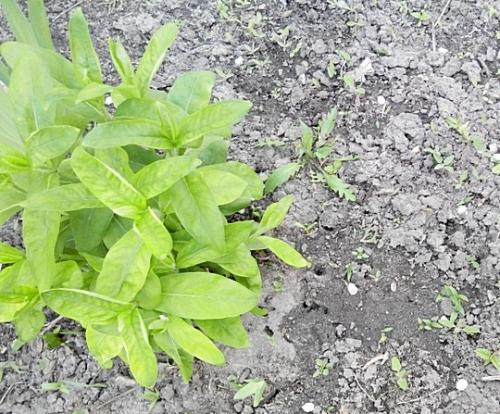 Как предотвратить проблемы с болезнями и вредителями у растений флоксов. Навигация по записям