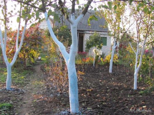 Обработка деревьев осенью белизной. Все о побелке деревьев осенью : от выбора состава до инструмента
