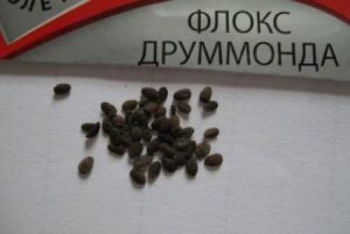 Какие условия нужно создать для успешного прорастания семян флоксов. Алгоритм посадки флоксов семенами на рассаду