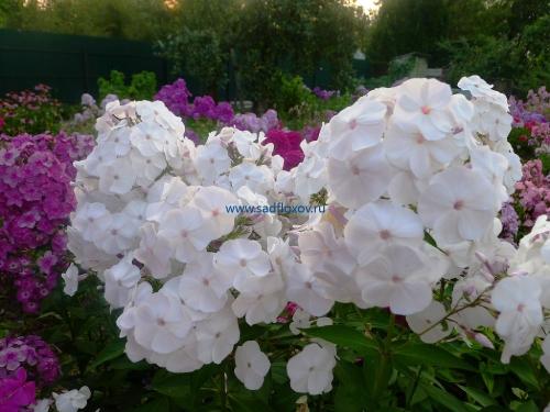 Узнайте, как выращивать флоксы дома и в открытом грунте 03