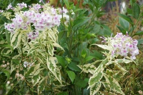 Как обеспечить оптимальную температуру для рассады флоксов. Посадка кустовых флоксов