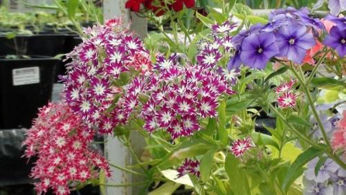 Как часто нужно поливать флокс друммонда. Ботаническое описание