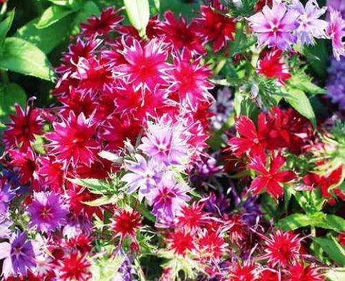 Как обеспечить достаточную влажность для флокса друммонда. Как правильно вырастить и ухаживать за флоксом Друммонда: советы по посадке и уходу