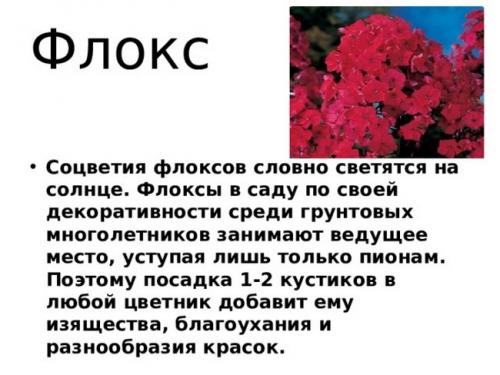 Как часто нужно поливать флокс друммонда. Ботаническое описание