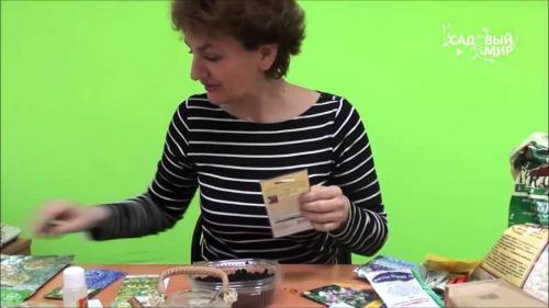 Как определить, что семена флокса готовы к посадке. Посев флоксов в грунт